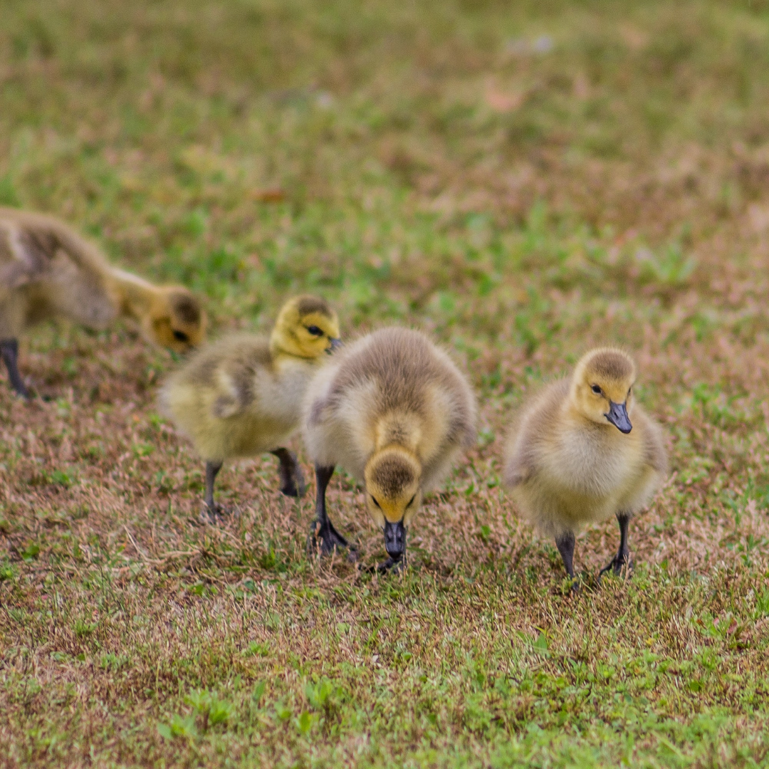 Ducks walking in a row